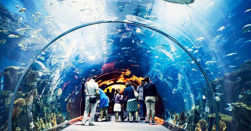 Explore DubaiâS Lost Chambers Aquarium: Tickets For One, Two, Or Four Dubai - Image 11